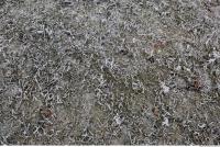 frozen grass 0001